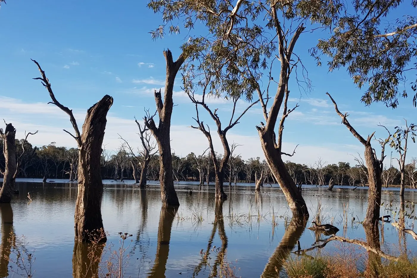 Gum Swap on the outskirts of Forbes is one of many wetlands you can visit around our region. PHOTO: Supplied