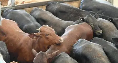 Monday sale saw best heavy bull reach 285c/kg