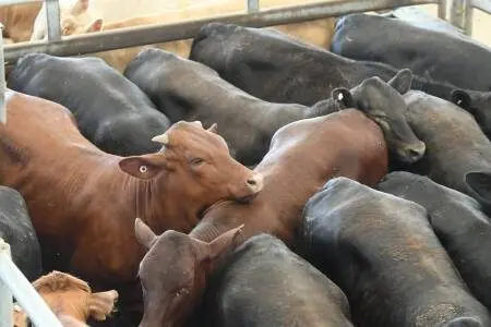 The usual buyers were present at Monday\\'s cattle sale and competing in a cheaper market. PHOTO: File