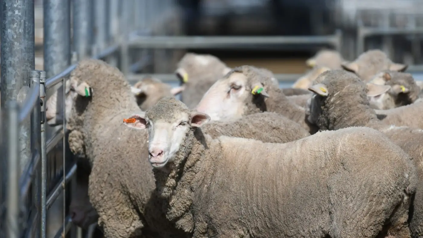 Extra heavyweights sell to $465/head, yearling steers sell to 526c/kg