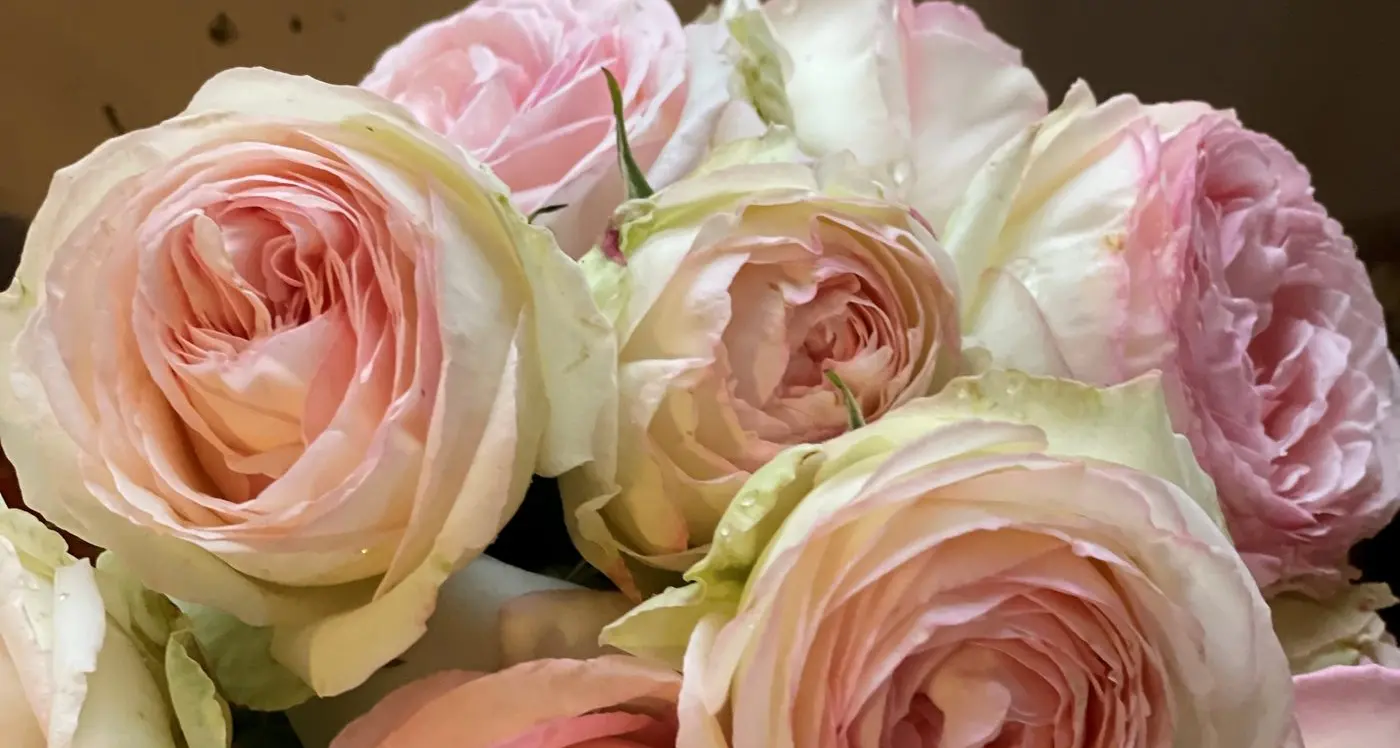 Marg returned as Garden Club president