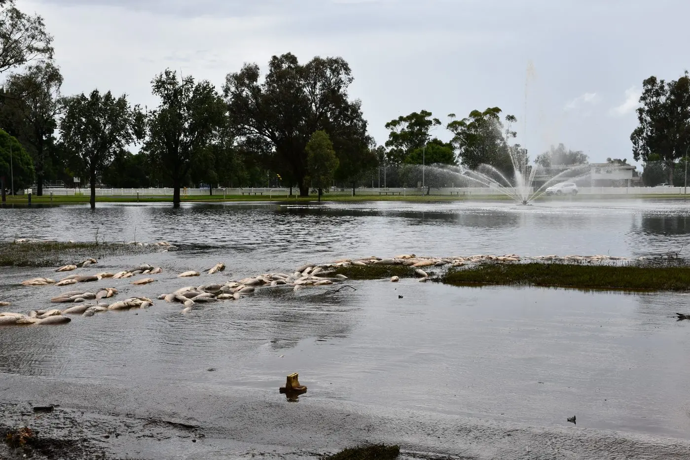 Carp left beached after water rose and fell with stormwater inflows. 