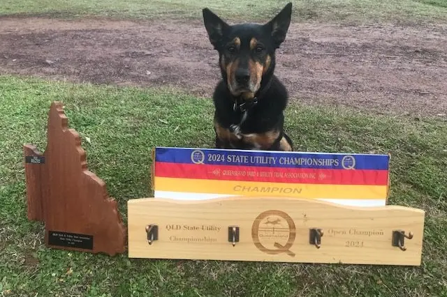 Eugowra Kelpie Karana Roy IV took out the Queensland State Utility Title earlier this month for breeders Kevin and Kay Howell.