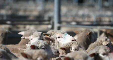 Forbes weekly market reports