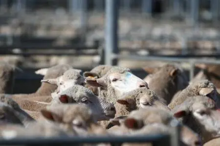 The market sold to stronger trends with the trade and heavy crossbreds lifting $8 to $11 and Merino lambs gained $10 to $12/head. The lighter lambs under 20kg had gains of up to $15/head.  File image