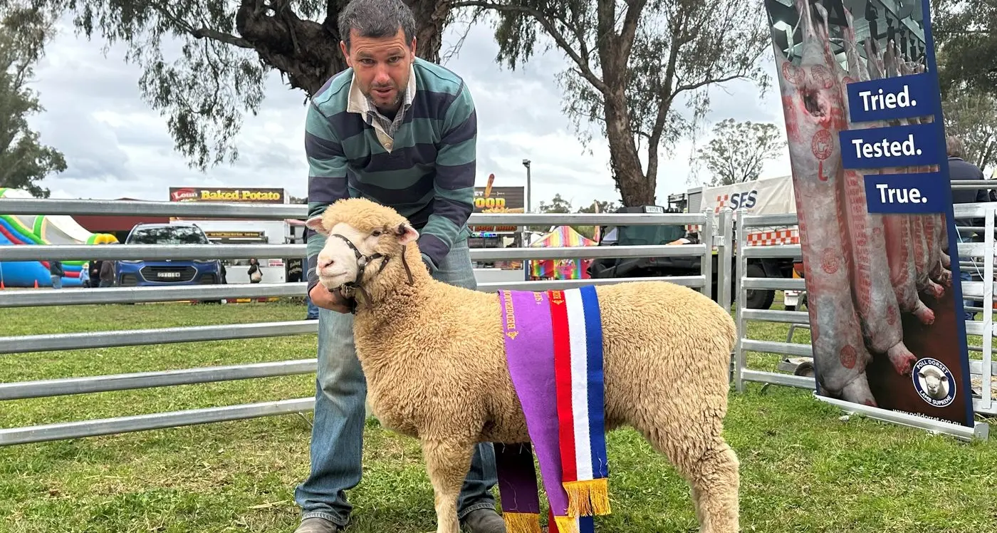 Lamb sashed Supreme Exhibit of Bedgerabong sheep show