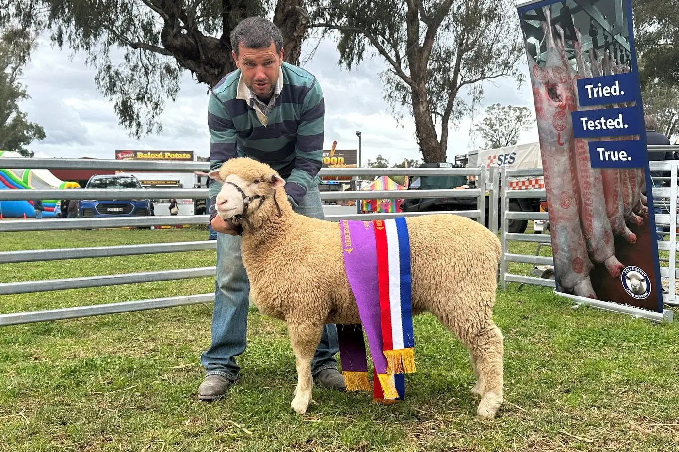 Flloyd Leg from Ridge Haven Poll Dorsets with Ridgehaven 240001, 2024 Bedgerabong Show Sheep Section Supreme Exhibit.