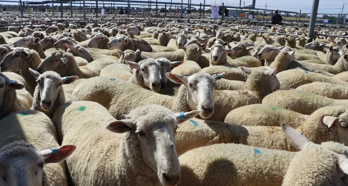 Prices lift for quality yarding of heifers at Forbes