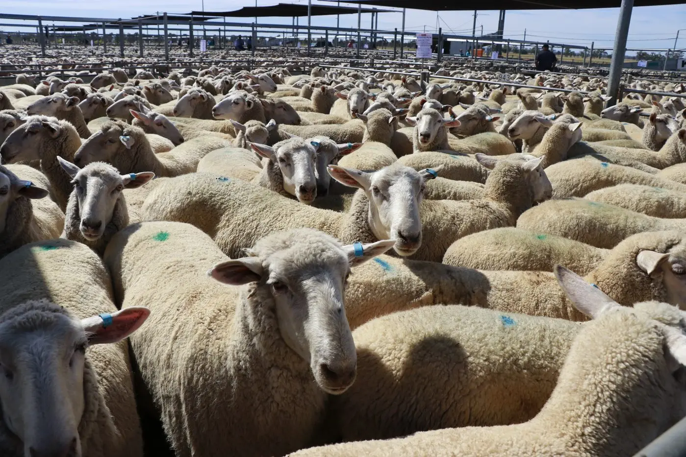 Forbes\\' annual first cross ewe sale saw 16,000 yarded last Thursday, full report on that special event in The Farmer.