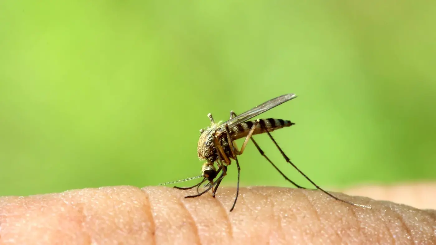 Mosquito-borne viruses detected in region