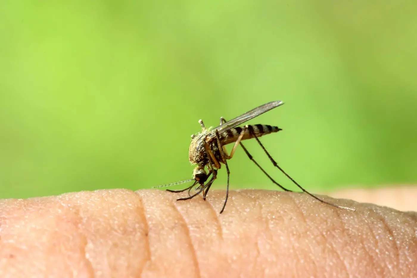 The Health District is urging people to protect themselves against mosquito bites and get vaccinated against JE. PHOTO: File