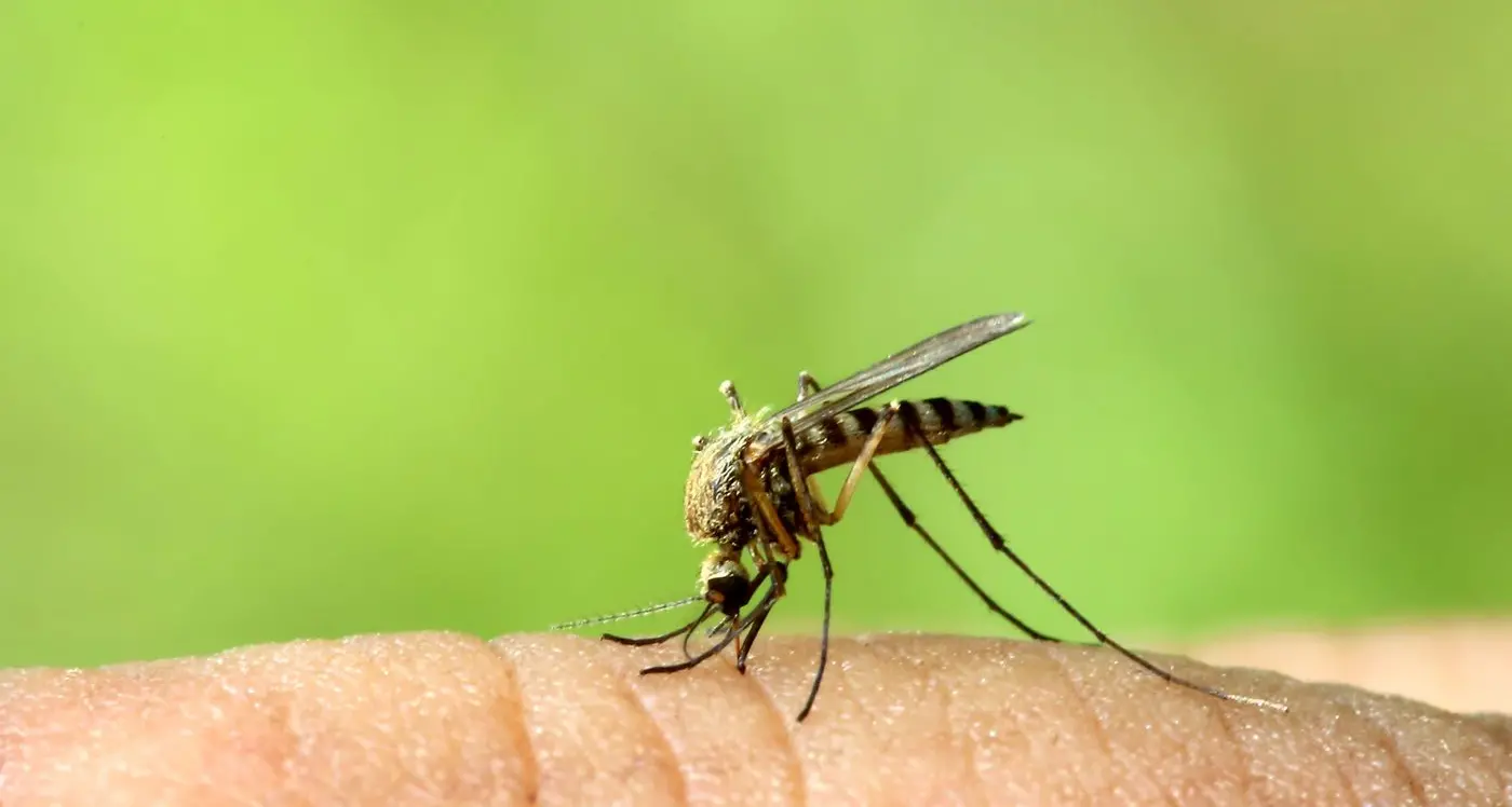 Mosquito-borne viruses detected in region