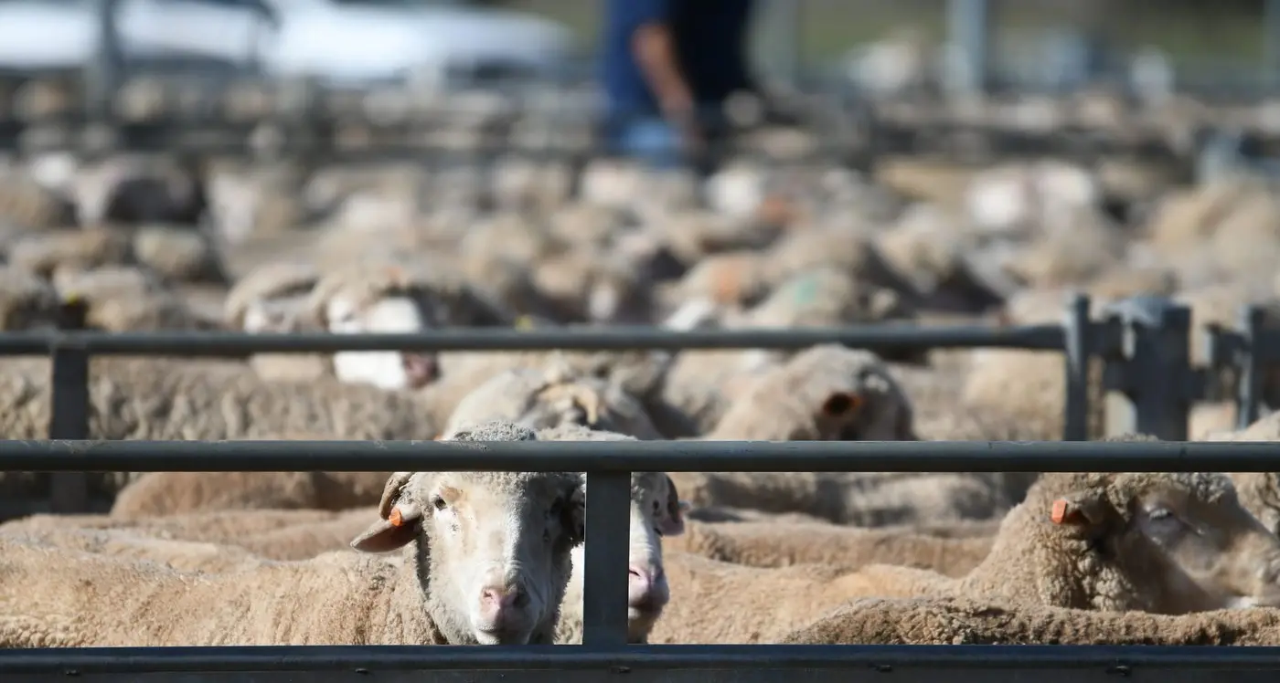 Extra heavyweights sell to $309 at this week's Forbes sales