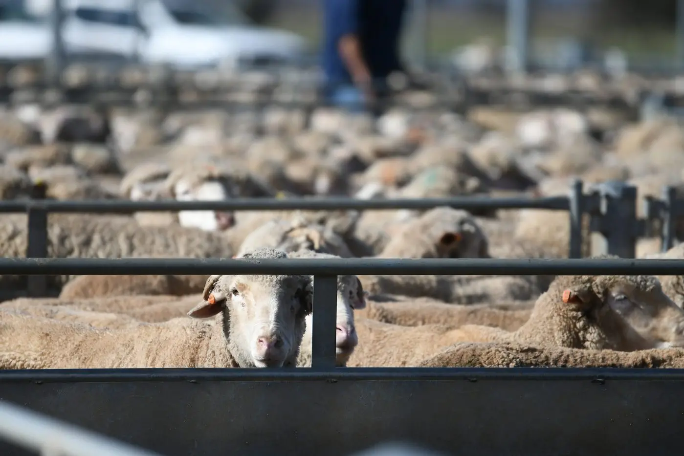 There was a good offering of finished trade and heavyweight lambs available at Forbes\\' Tuesday sheep sale along with the plainer secondary types.
