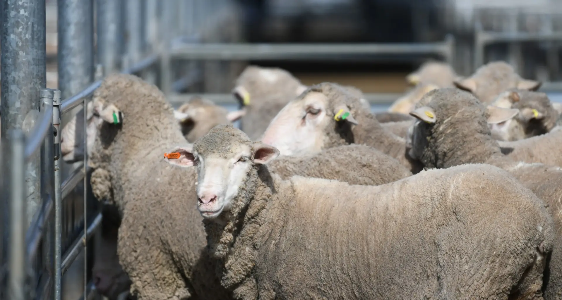 Cows lift 15 to 20c/kg, prices lift for Merino ewes