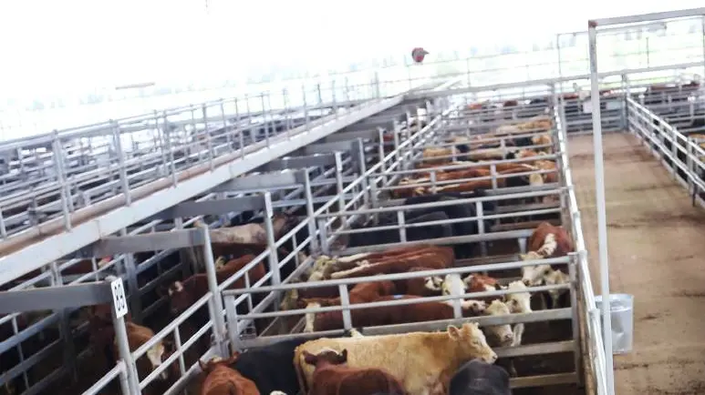 Cattle market firm to dearer, numbers lift more than 300 head