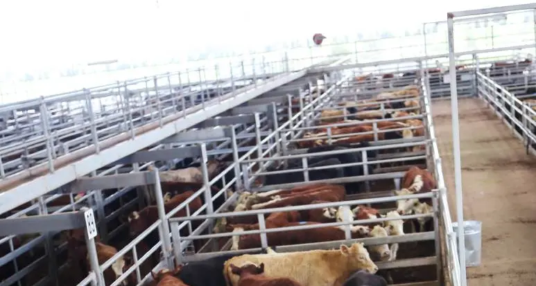 Cattle receive 445 to 525c/kg, yearling steers lift 15c