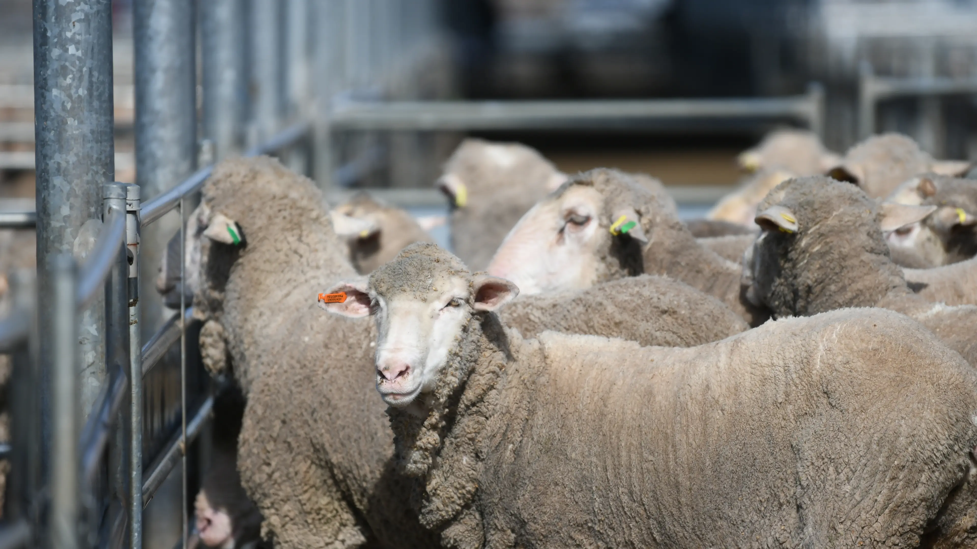Restockers active at Forbes' Tuesday sheep sale