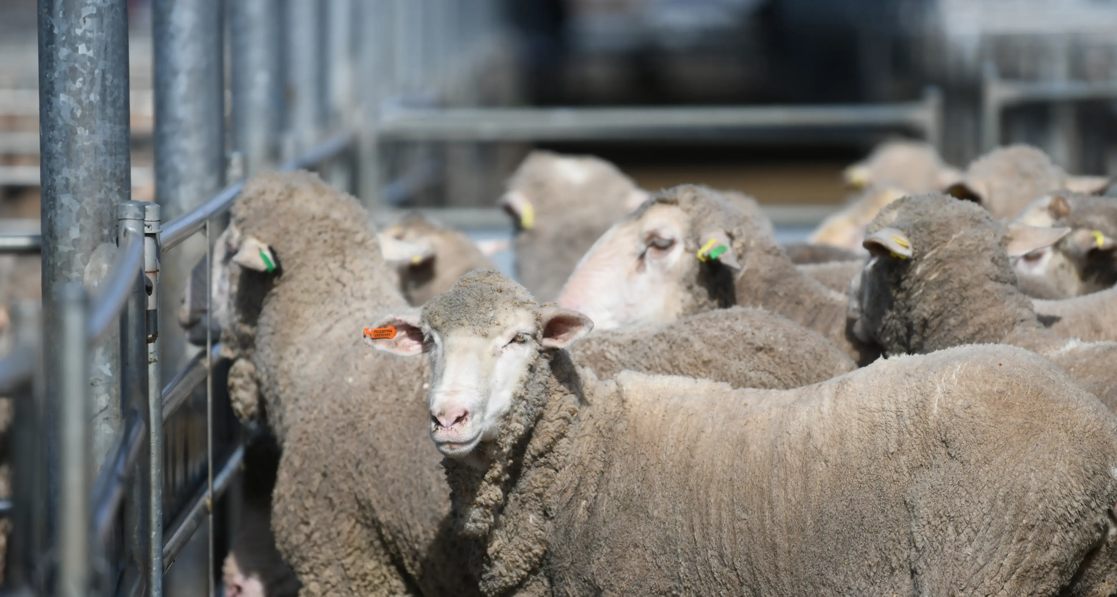Restockers active at Forbes' Tuesday sheep sale