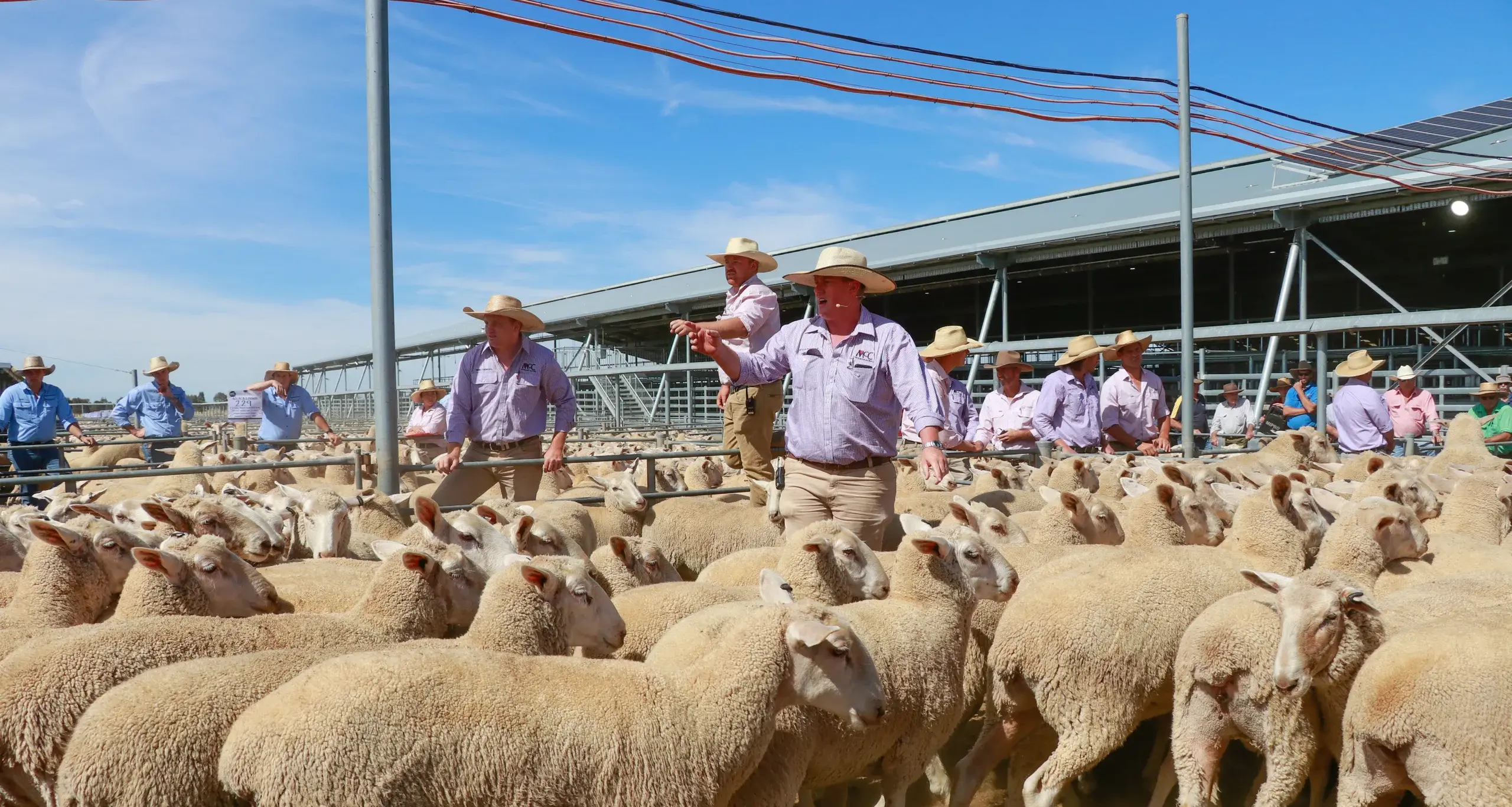 Mark your calendar for January first cross ewe sale