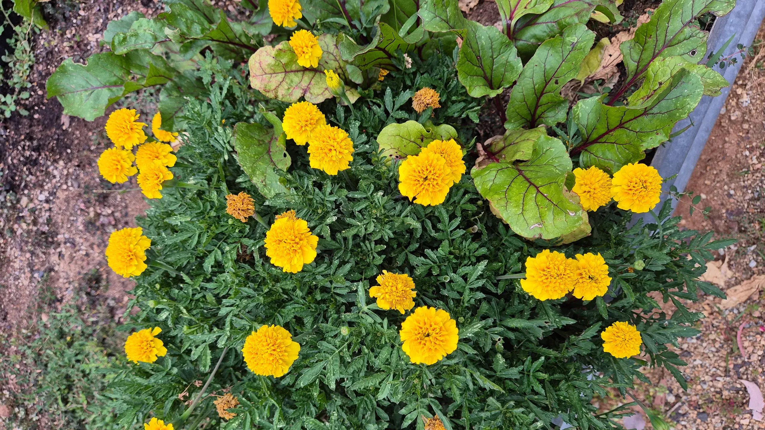 Put the first Forbes crop swap in your calendar