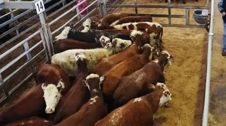 Yearling steers lift 10-15c/kg selling to 508c/kg