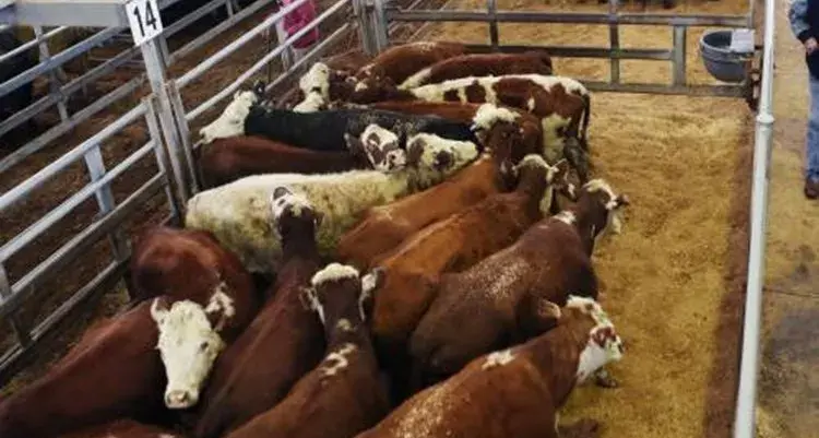 Yearling steers lift 10-15c/kg selling to 508c/kg