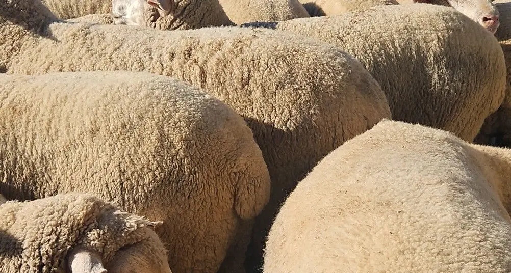 Yearling steers reach 536c/kg, export lambs $410/head