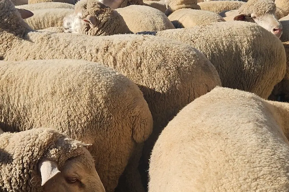 <p>Export lambs were $5 better to range in price from $314 to $410/head. PHOTO: Forbes Central West Livestock Exchange Facebook</p>\\n