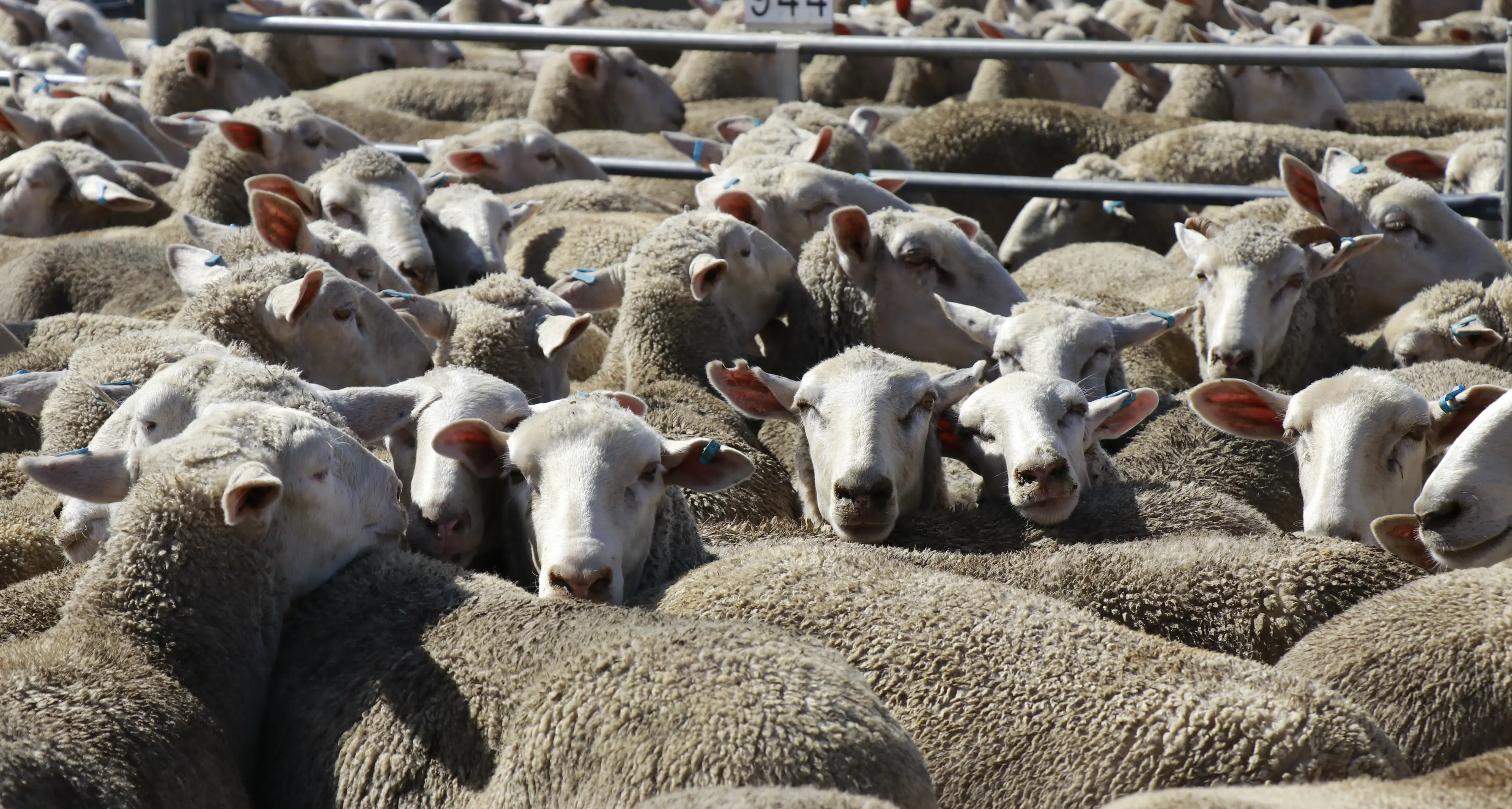 Extra heavy lambs sell to $396 a head
