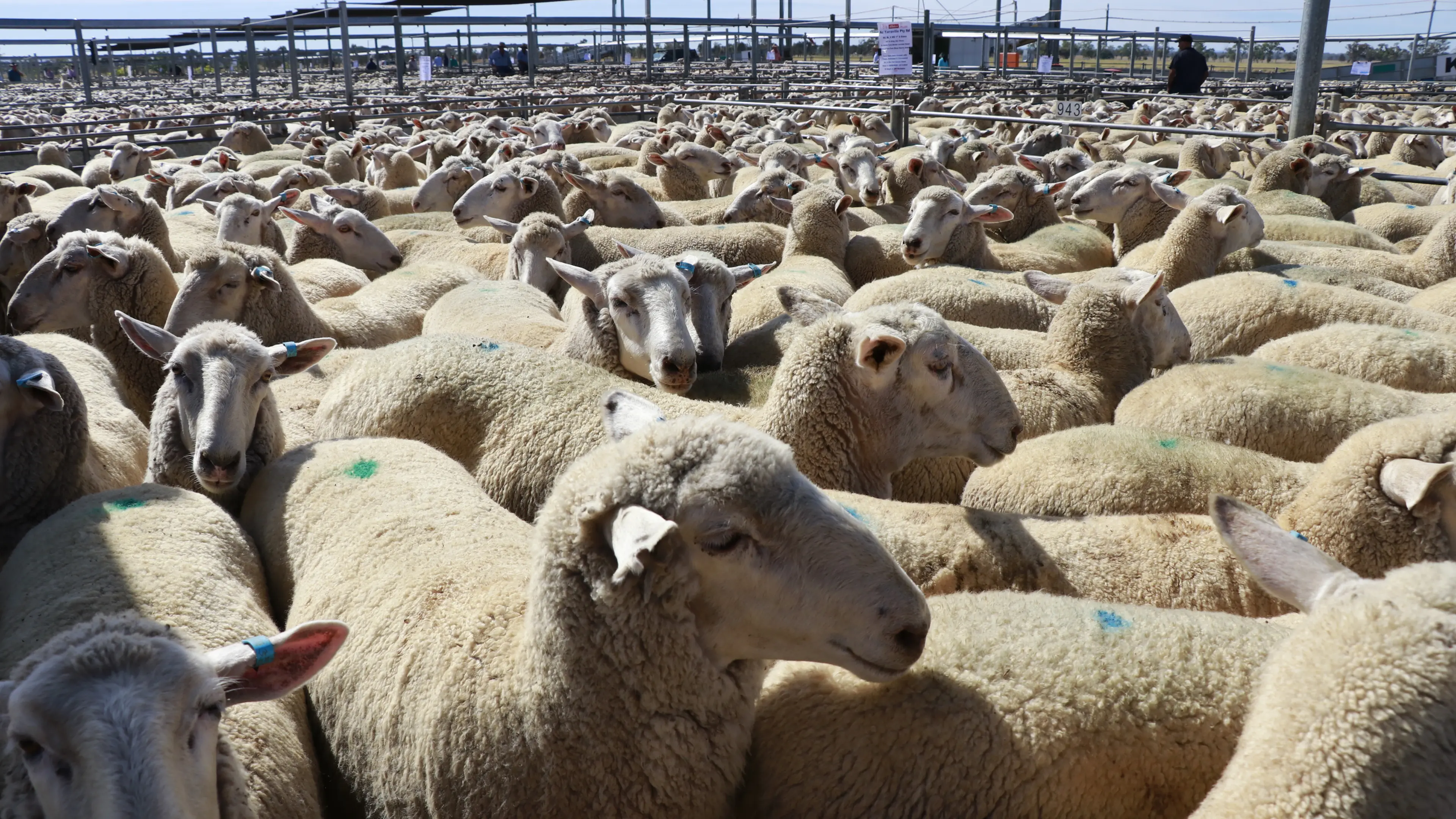 Market lifts for store lambs, Merinos to $291 a head