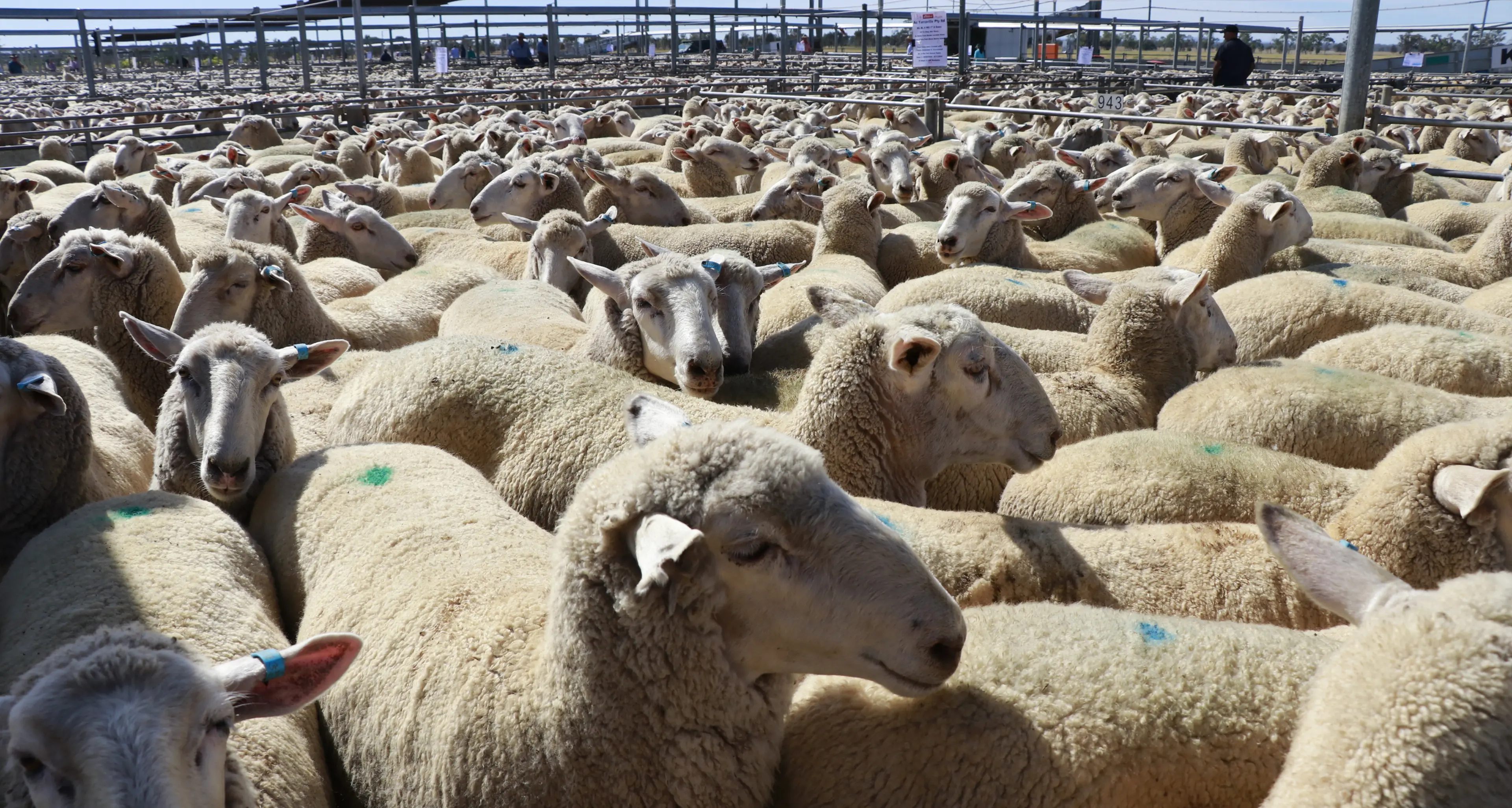 Market lifts for store lambs, Merinos to $291 a head