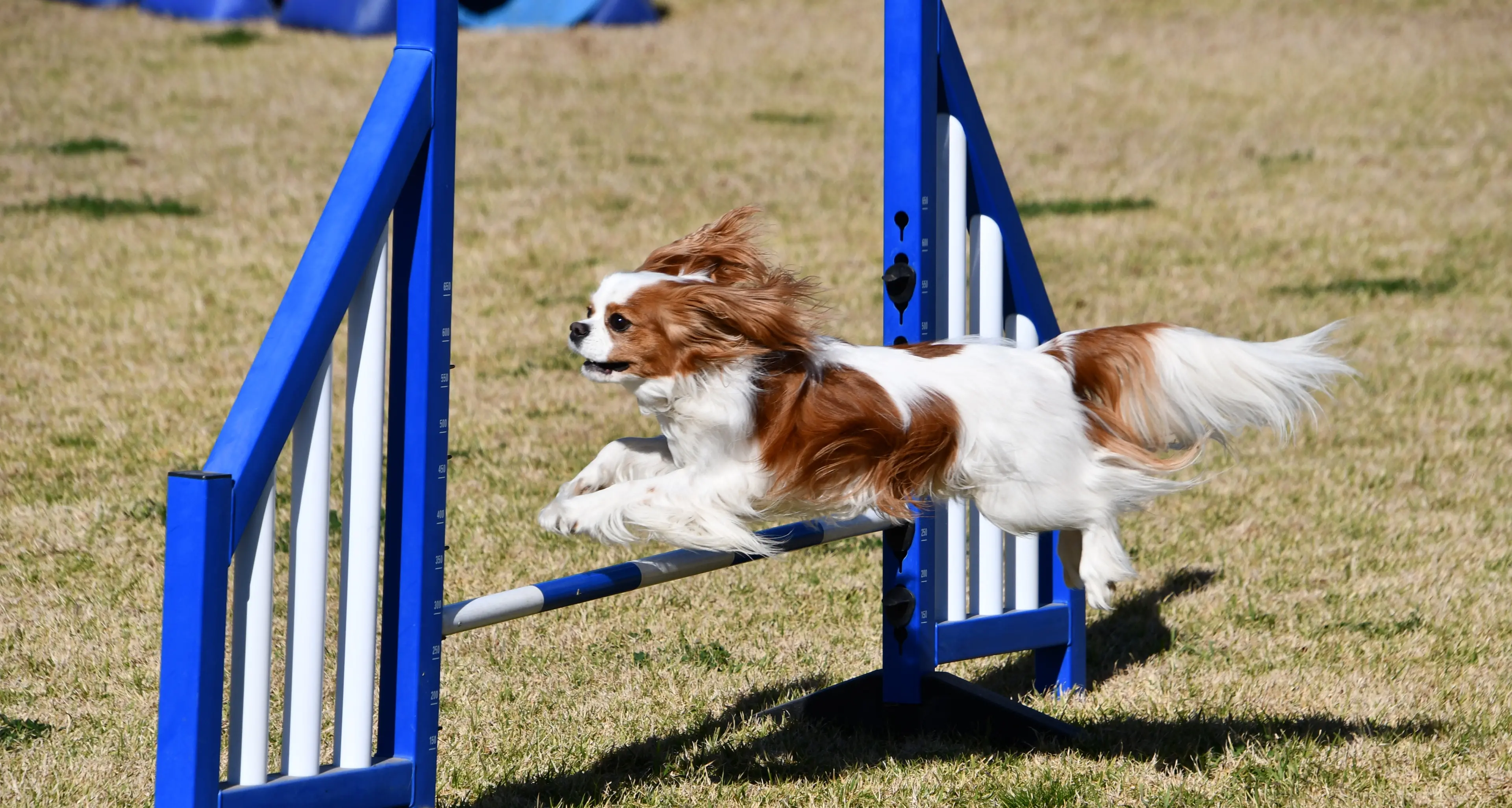 Parkes dog agility trial among the biggest in region