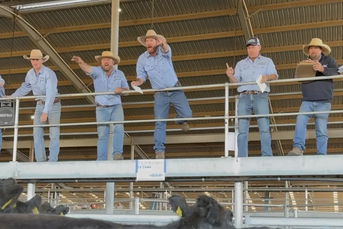 Strength in store cattle sale at Forbes