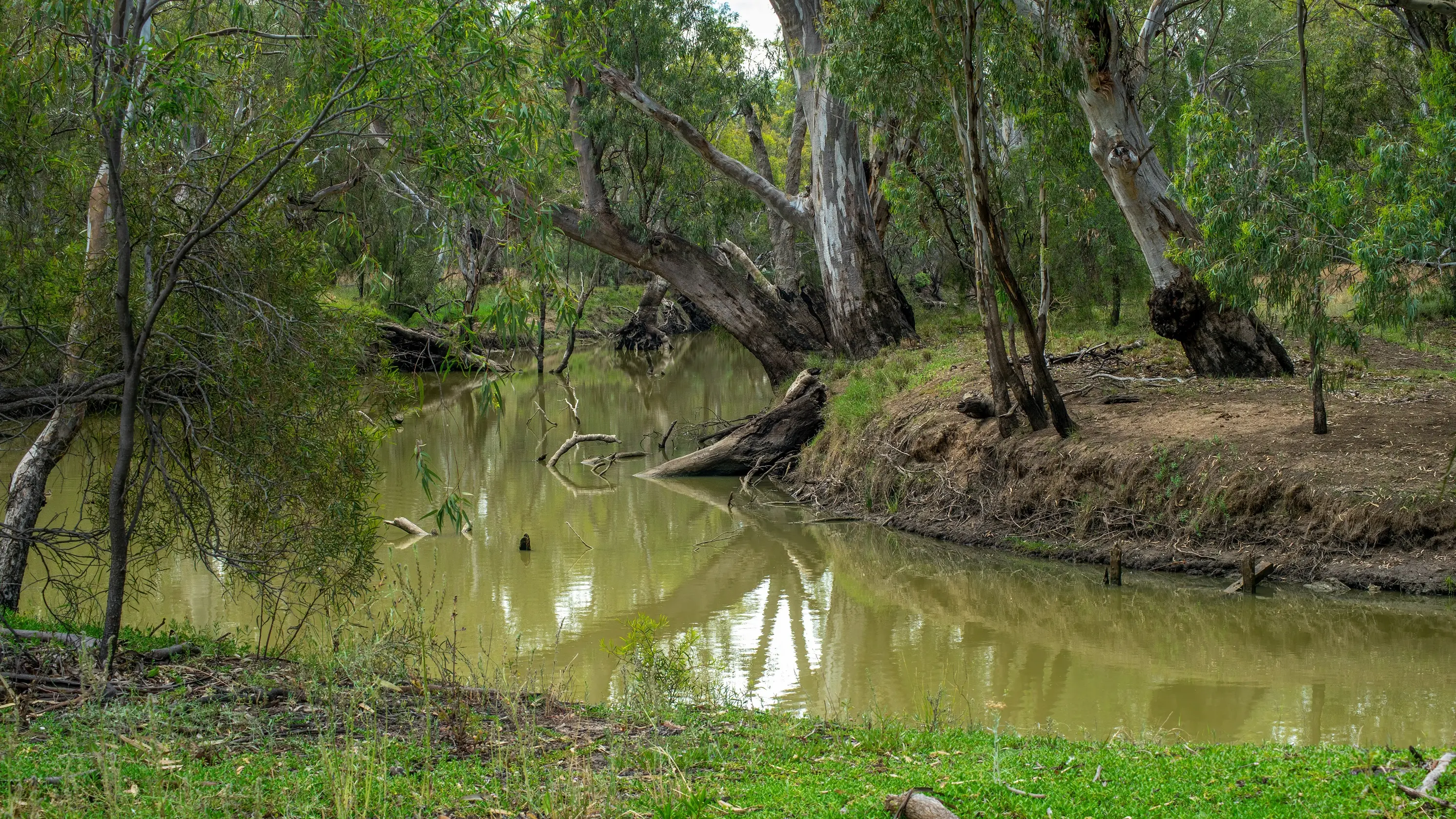 Council spotlights carp, water quality issues for Murray Darling Basin Review