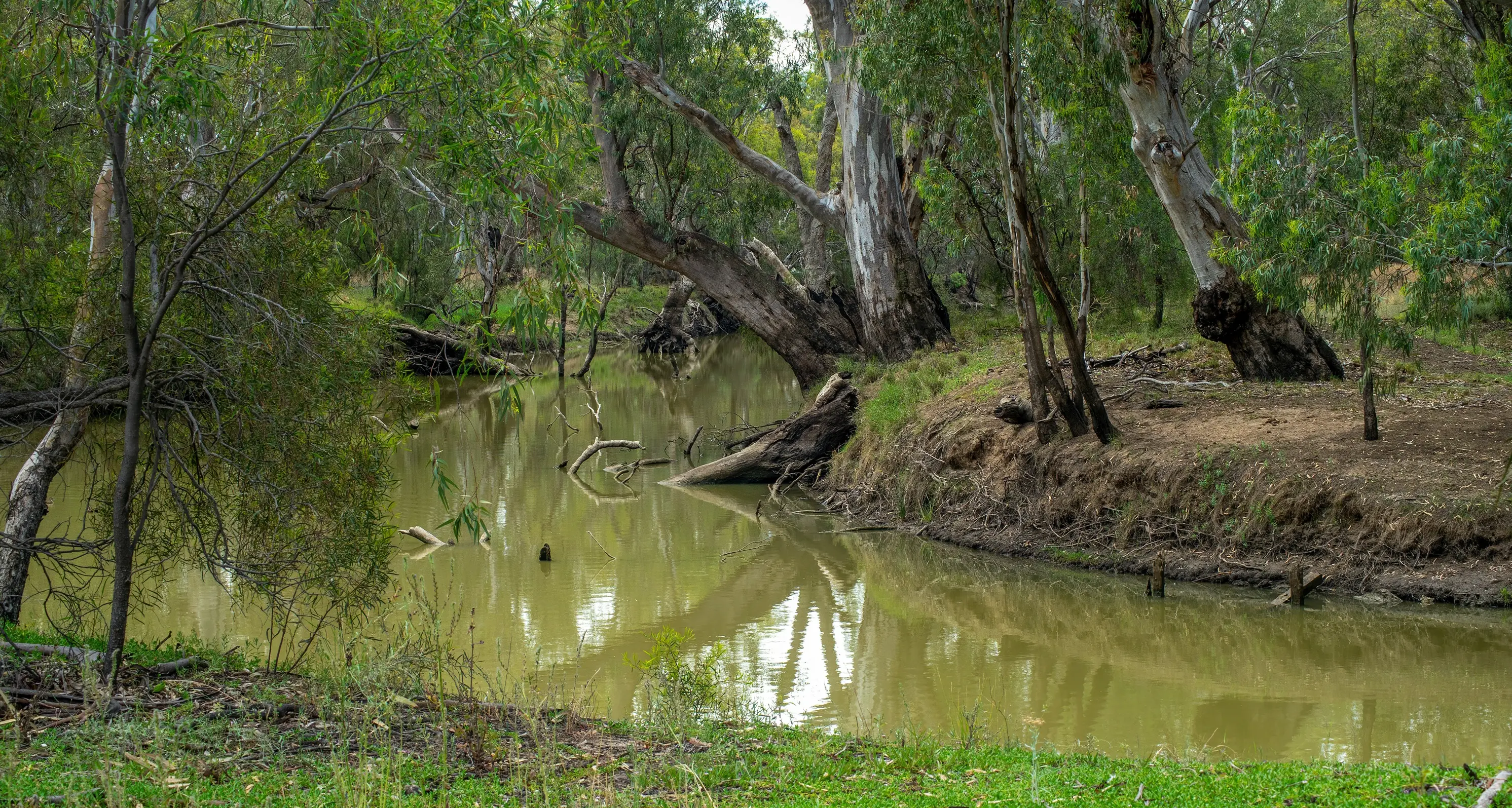 Council spotlights carp, water quality issues for Murray Darling Basin Review