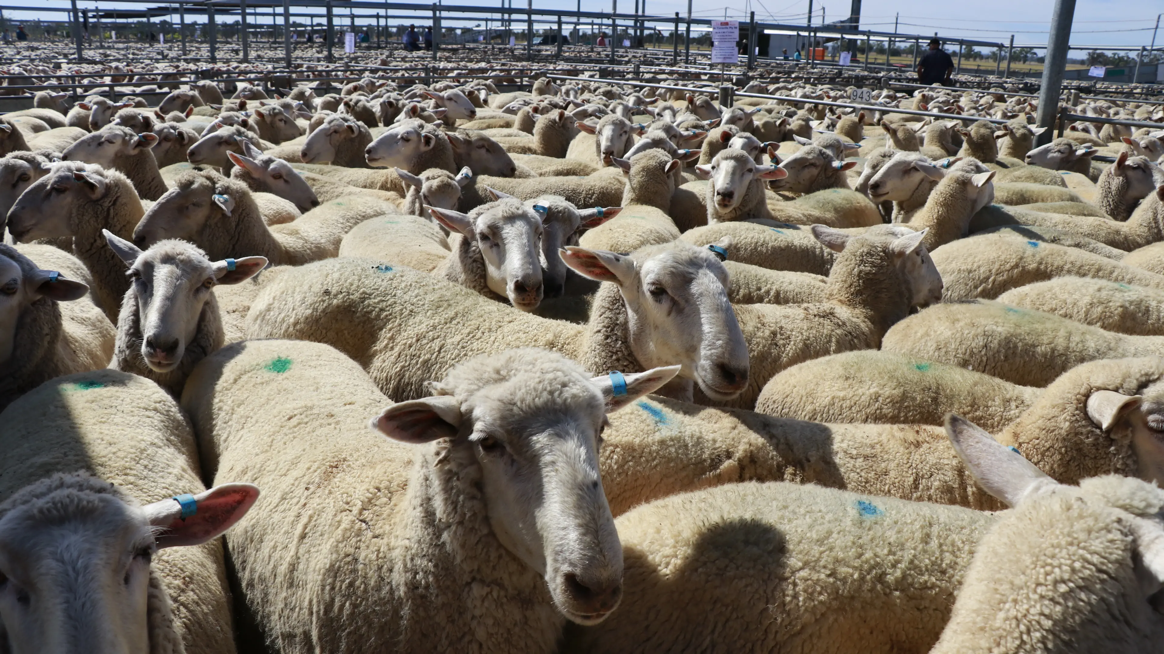 Export lambs top $410 a head at Forbes sales