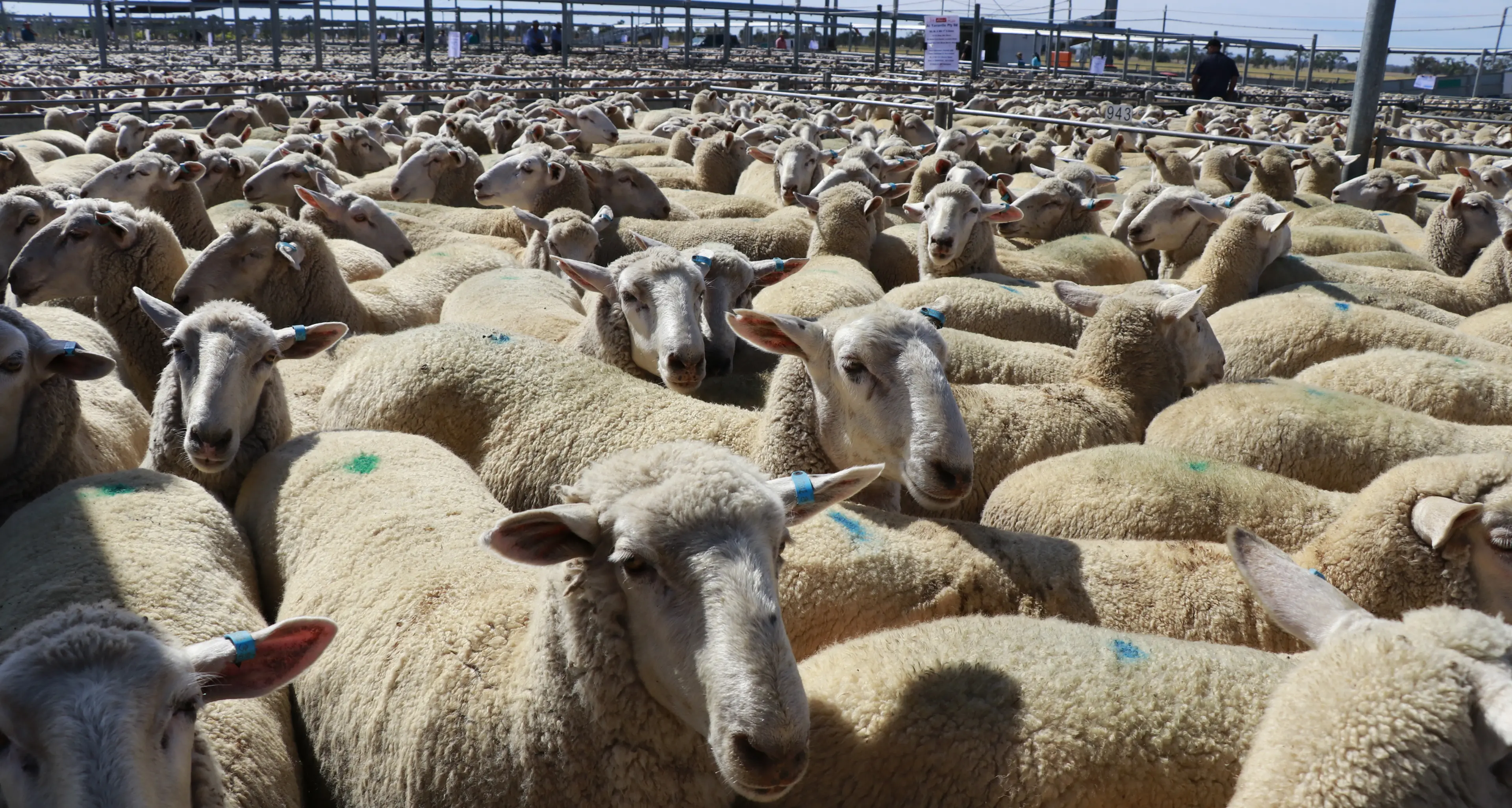 Export lambs top $410 a head at Forbes sales
