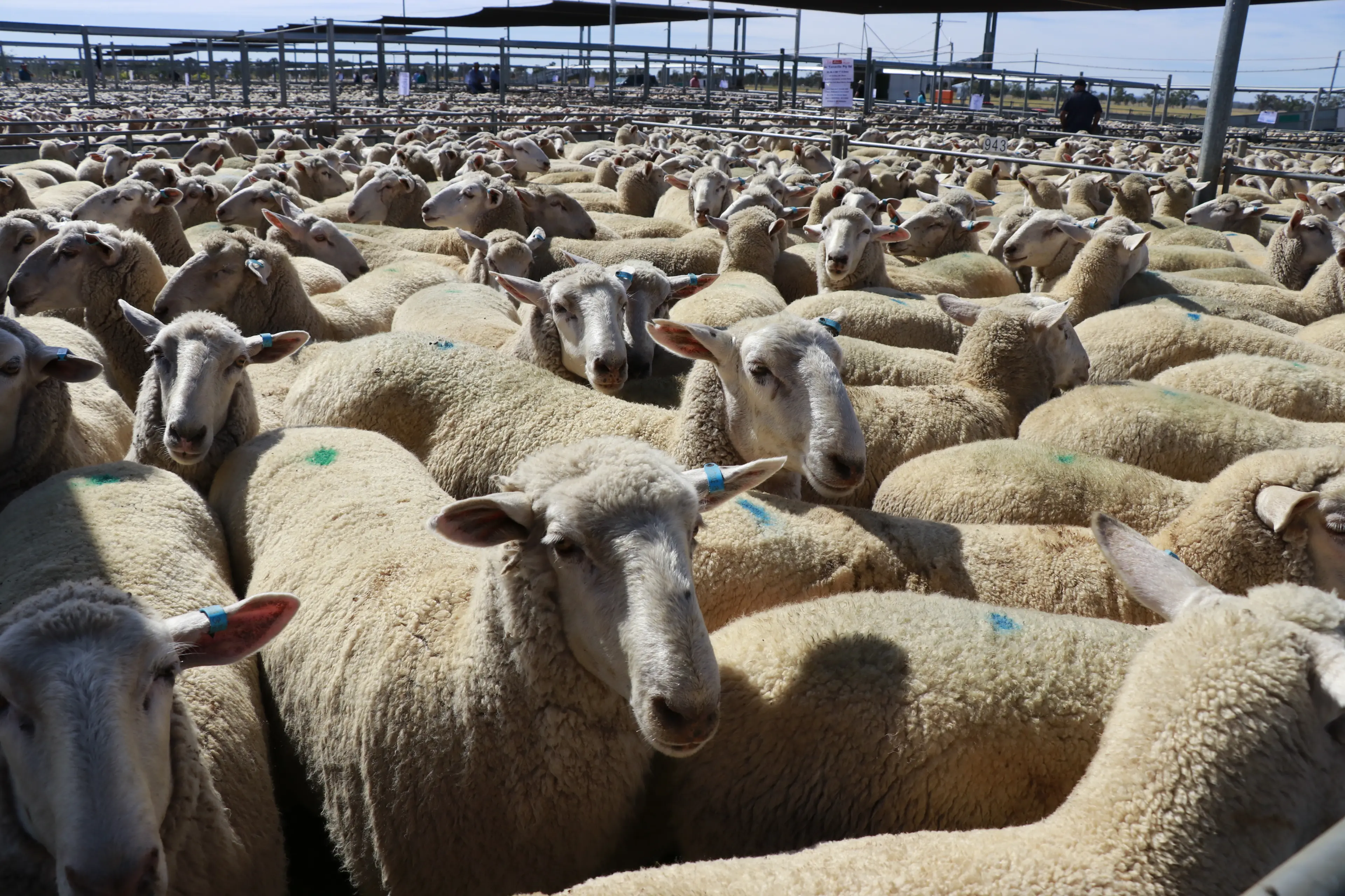 <p>The usual buyers were present and competing in a dearer market at Forbes\\' Central West Livestock Exchange on Tuesday.</p>\\n