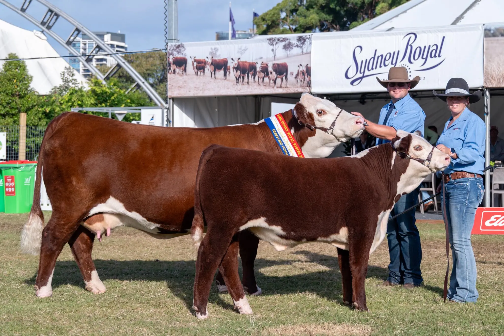 <p>Kierin and Nikki Martin with grand champion female Matchless and her calf at Sydney Royal. PHOTO: Kianma Poll Herefords</p>\\n