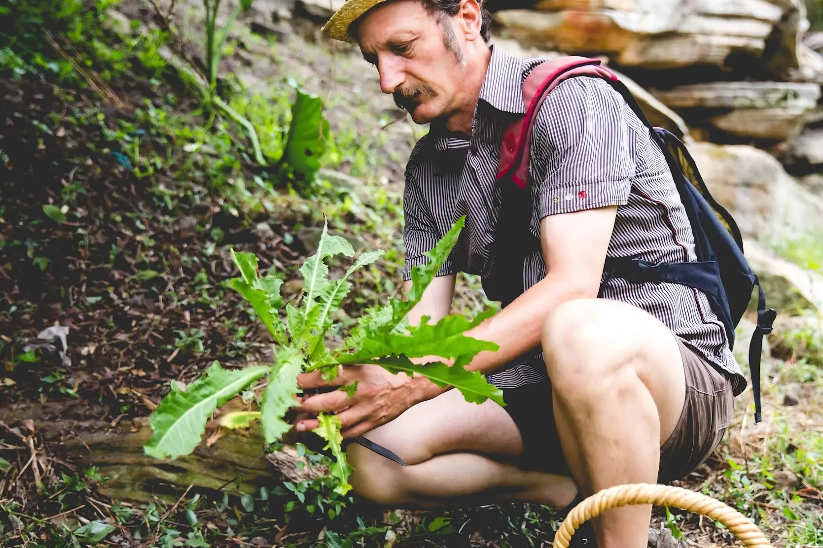 <p>Diego Bonetto has become one of Australia\\u2019s best-known advocates for urban foraging. </p>\\n
