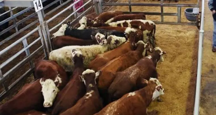 Lightweight steers reach 638c/kg, Merino ewe prices slip