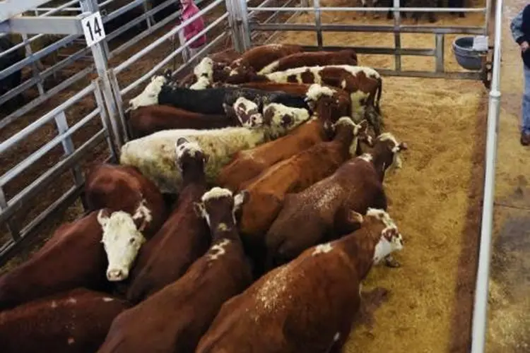 <p>Lightweight steers back to the paddock reached 638c/kg. Yearling steers slipped 10c to 15c/kg.</p>\\n