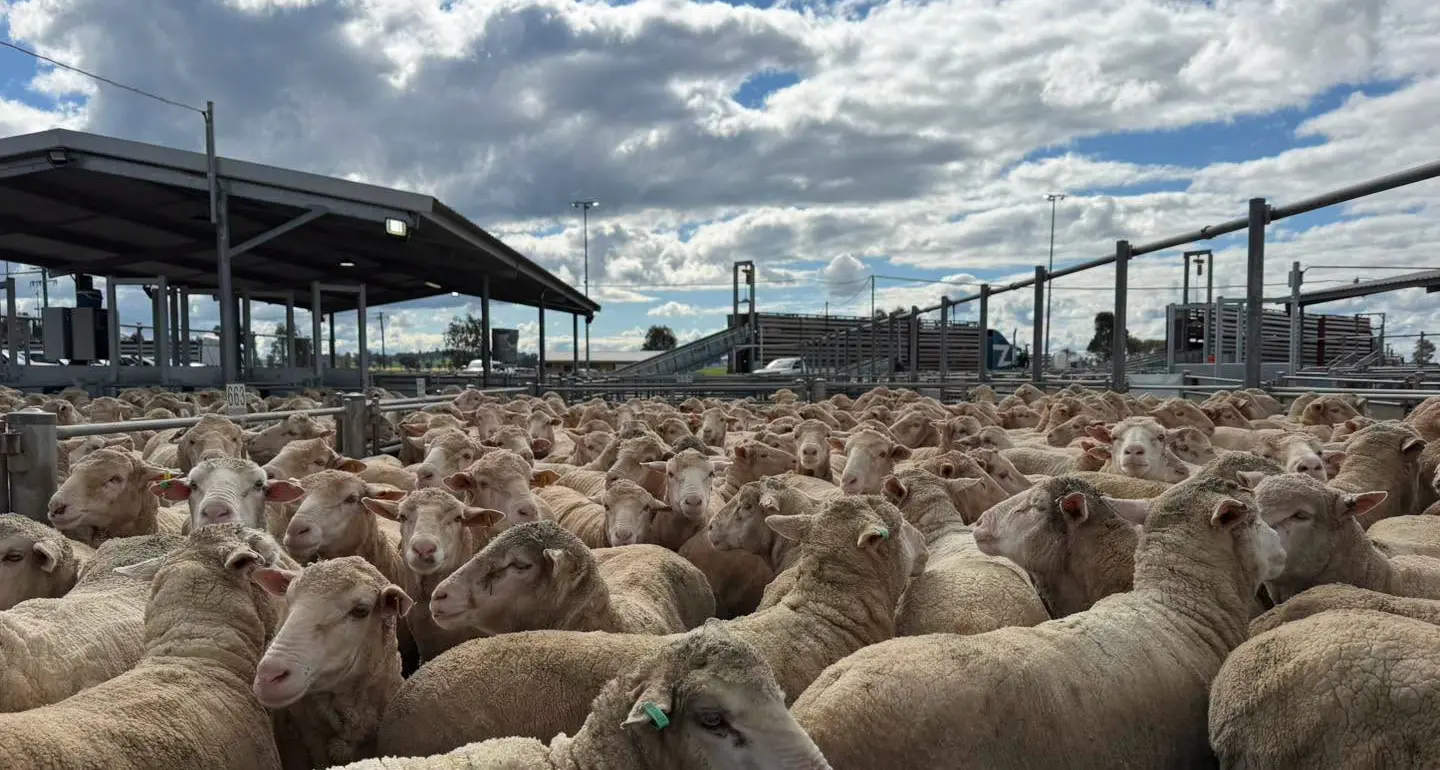 Old lambs lift $5-7/head, heavyweights slip 10-15c