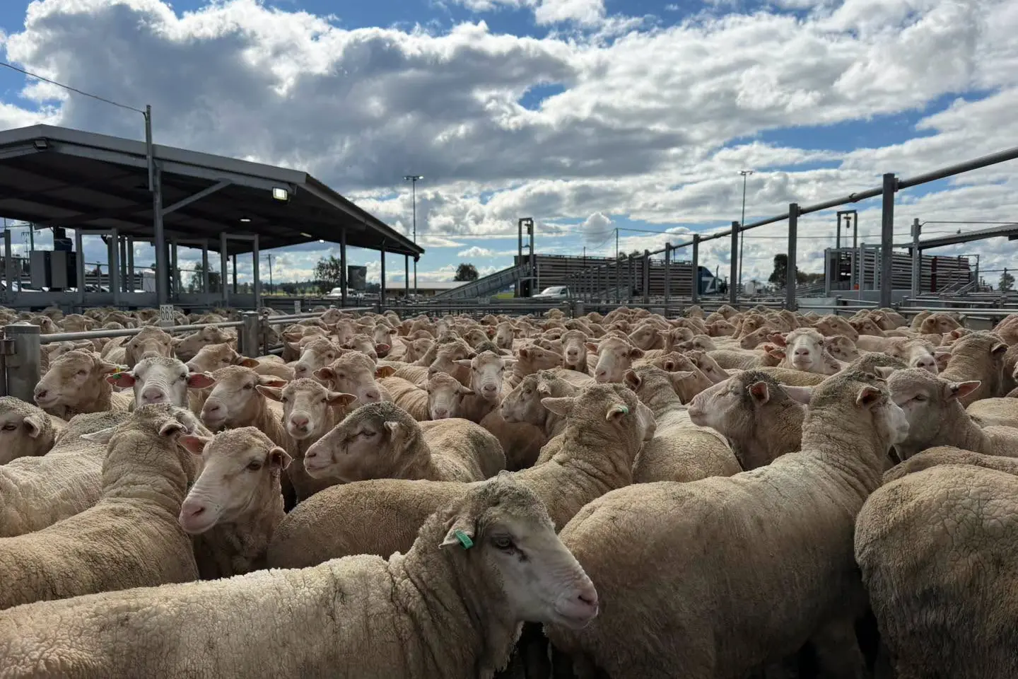<p>Heavy lambs to 26kg sold from $294 to $330/head. PHOTO: Forbes Central West Livestock Exchange </p>\\n