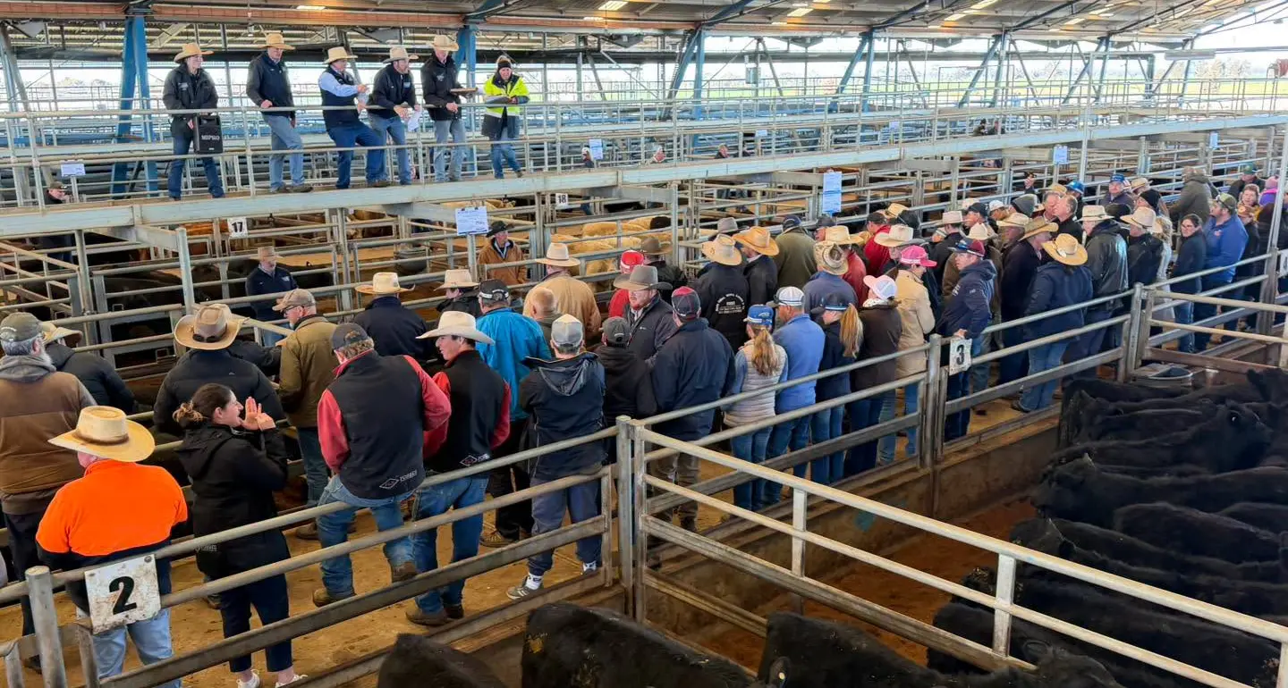 Strong competition at July store cattle sale