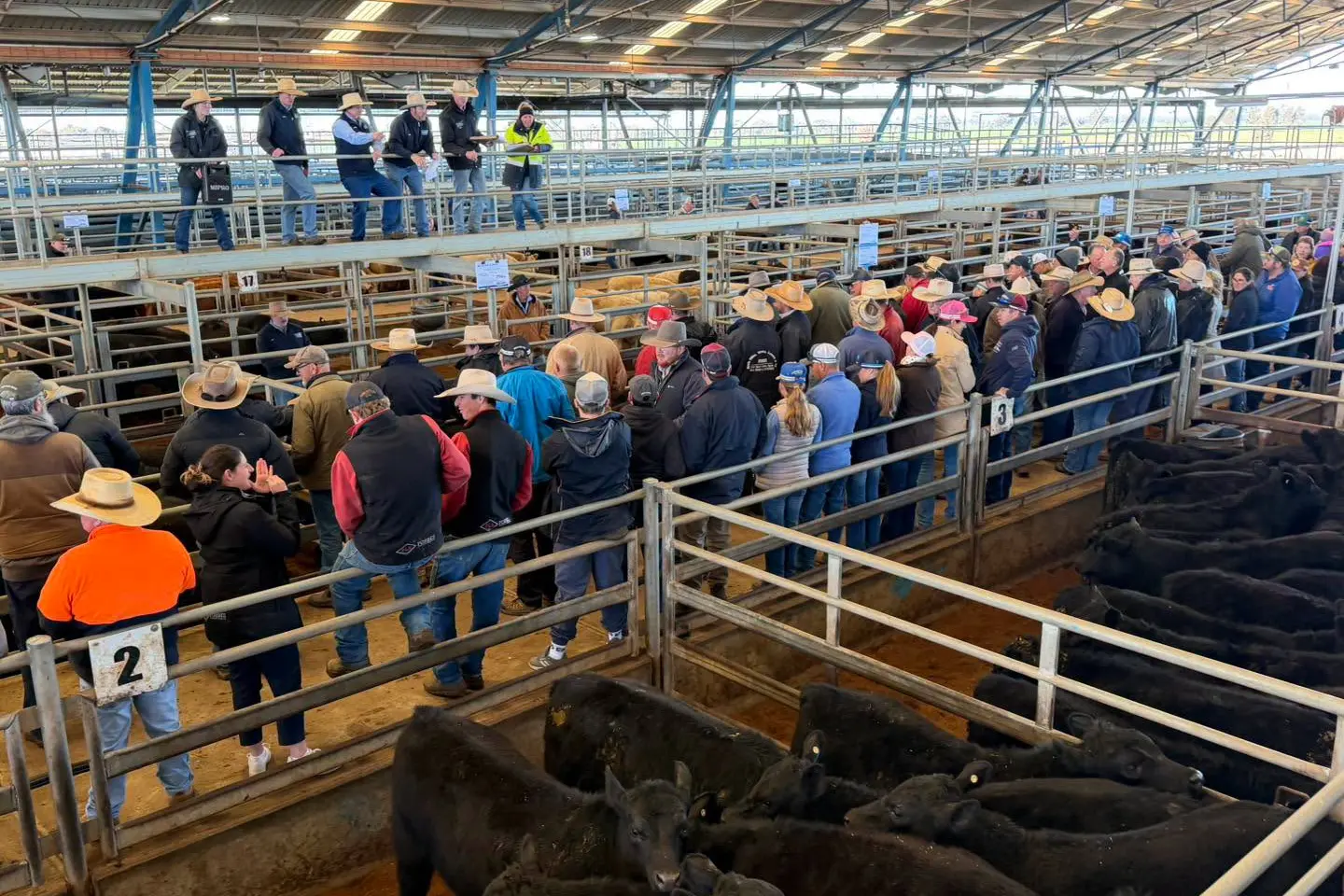 <p>There was strong competition for a quality yarding at the July store cattle sale. PHOTO: Forbes Central West Livestock Exchange</p>\\n