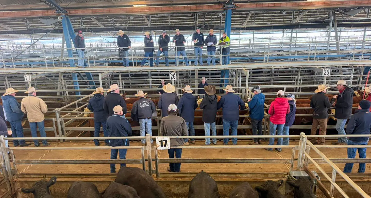 Restockers sell to 619c/kg at cattle sale