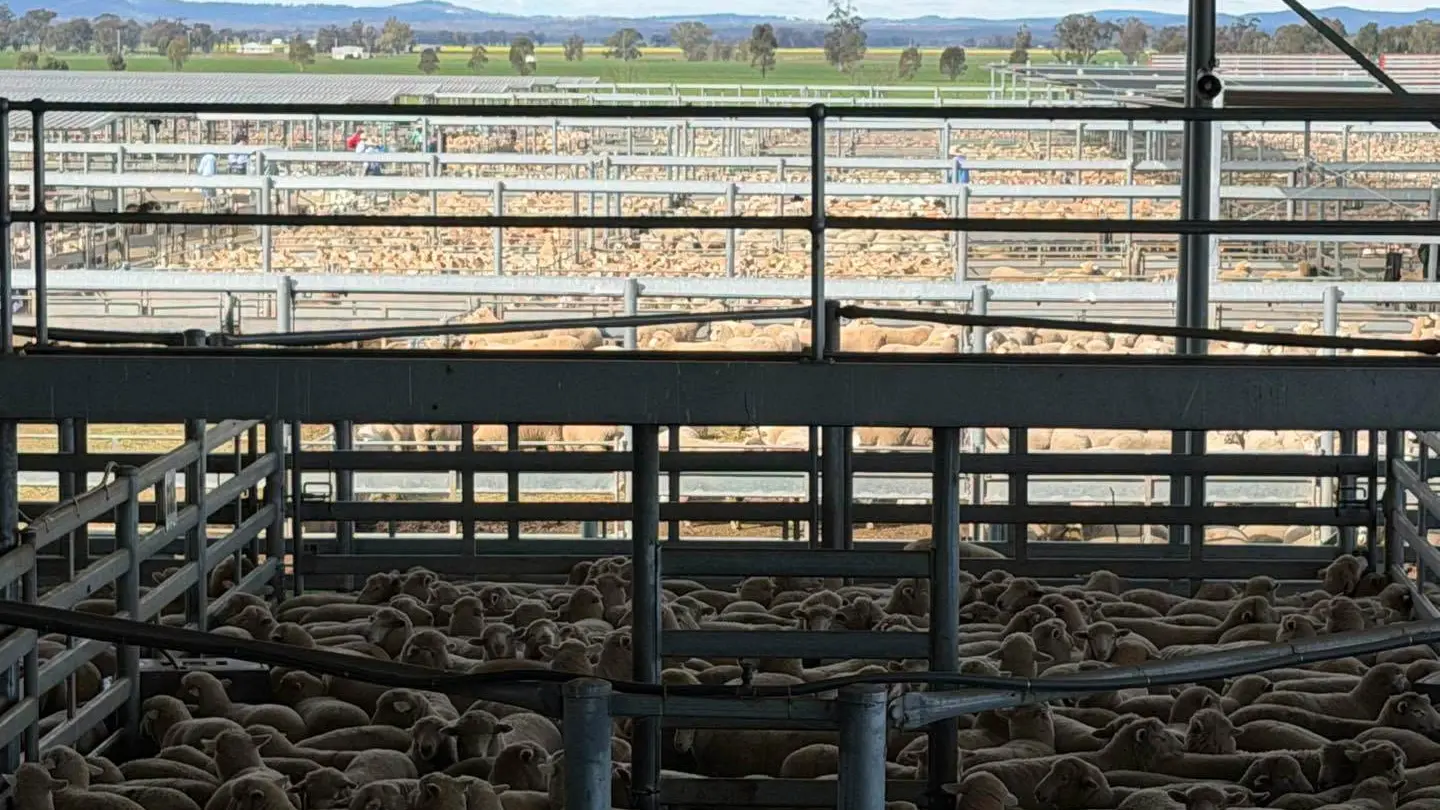 New season lambs sell to $325 as yarding drops at Forbes