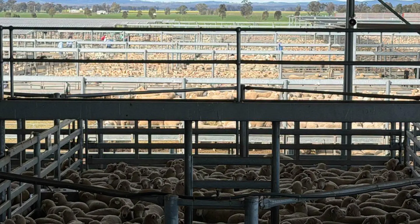 New season lambs sell to $325 as yarding drops at Forbes